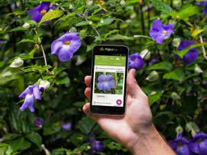 Never Confuse Plants Again With PlantNet: The Plant Identification App