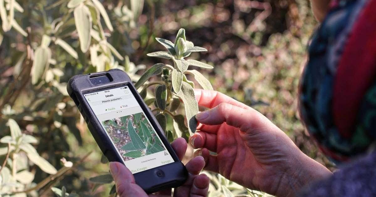 Never Confuse Plants Again With PlantNet: The Plant Identification App
