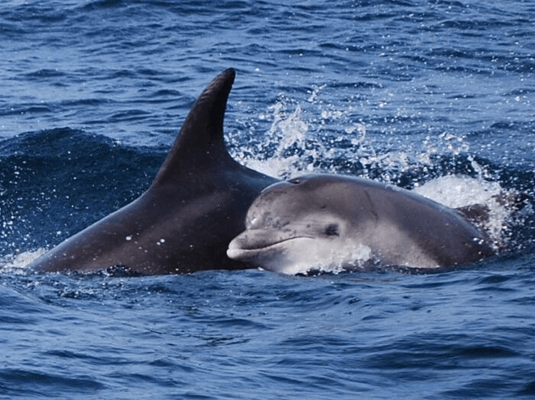 Whales Songs App - Use This App to Sleep Easily