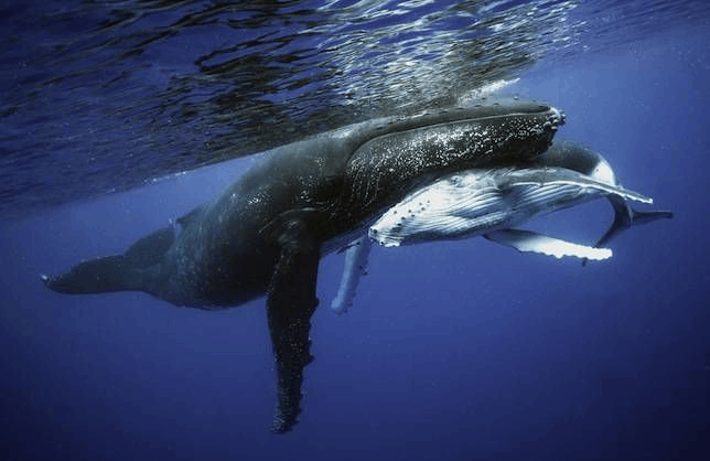 Whales Songs App - Use This App to Sleep Easily