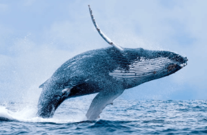 Whales Songs App - Use This App to Sleep Easily